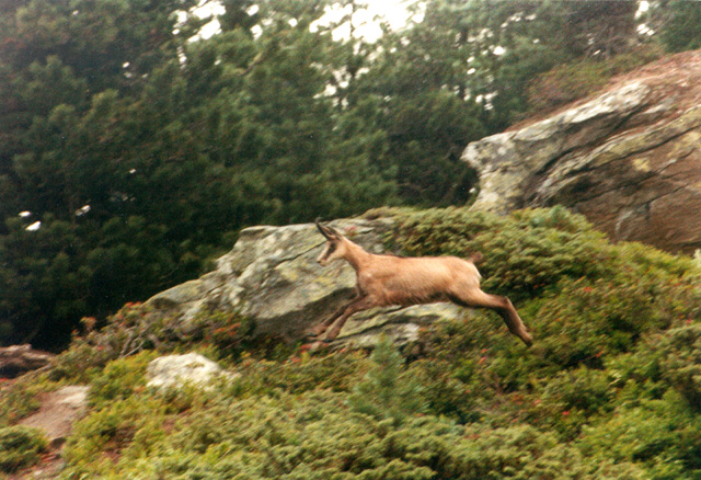 Chamois.jpg